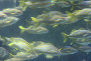 jelliesstripedfish