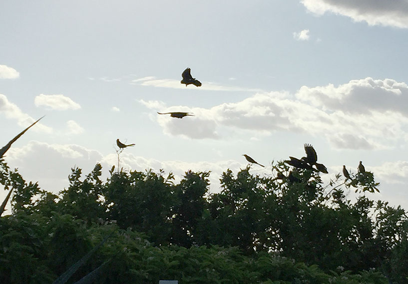 ancunbirds