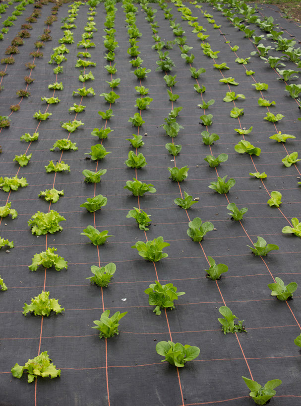 almorallettuce