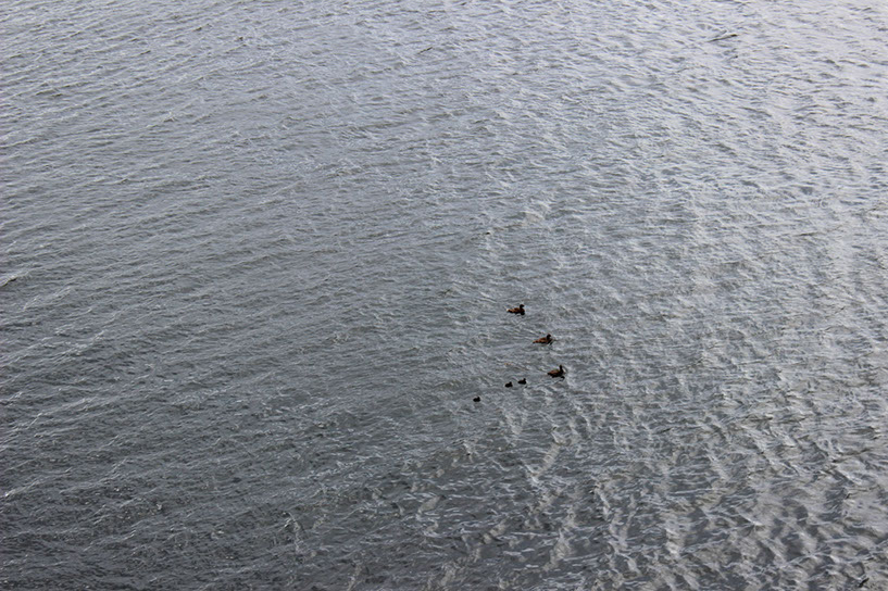 nvergordonducks